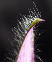 Small